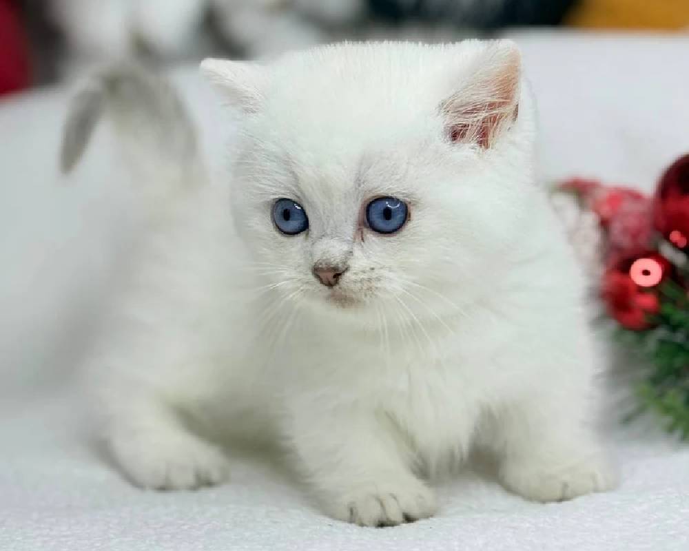 luxury picnic company - Picnic Makers