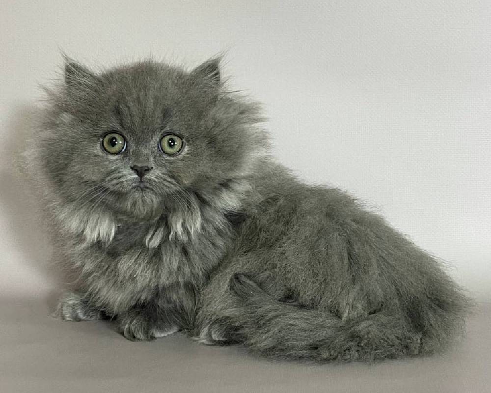 luxury picnic company - Picnic Makers