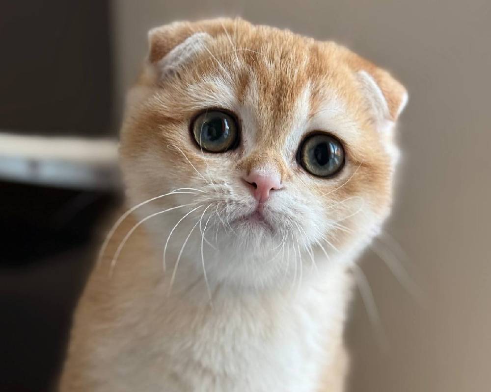 luxury picnic company - Picnic Makers