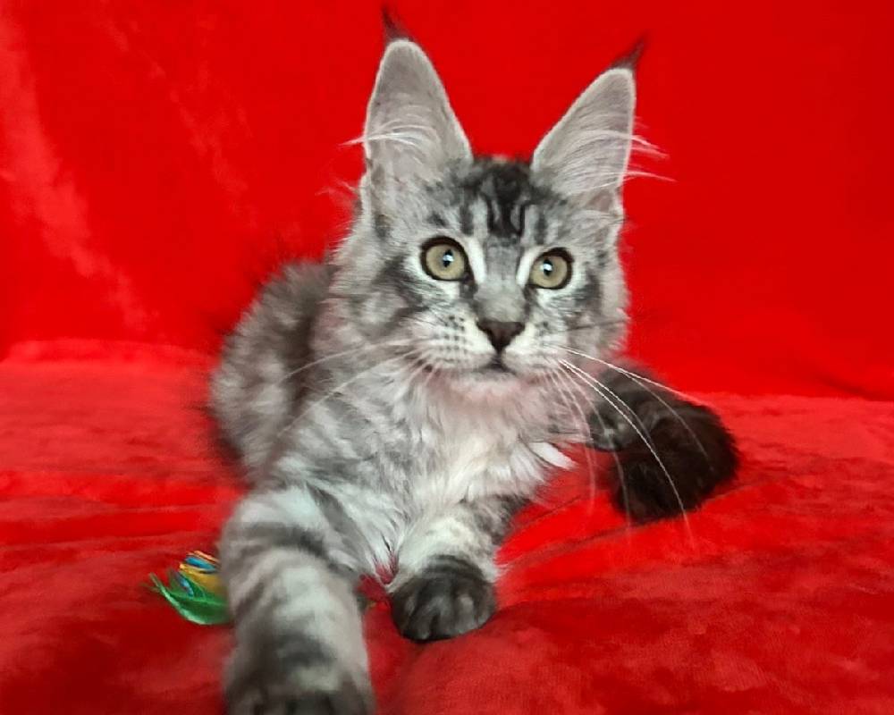 luxury picnic company - Picnic Makers