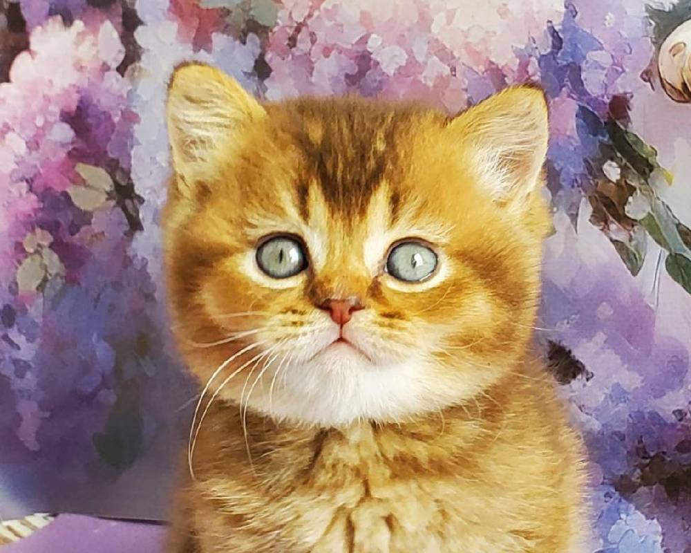 luxury picnic company - Picnic Makers