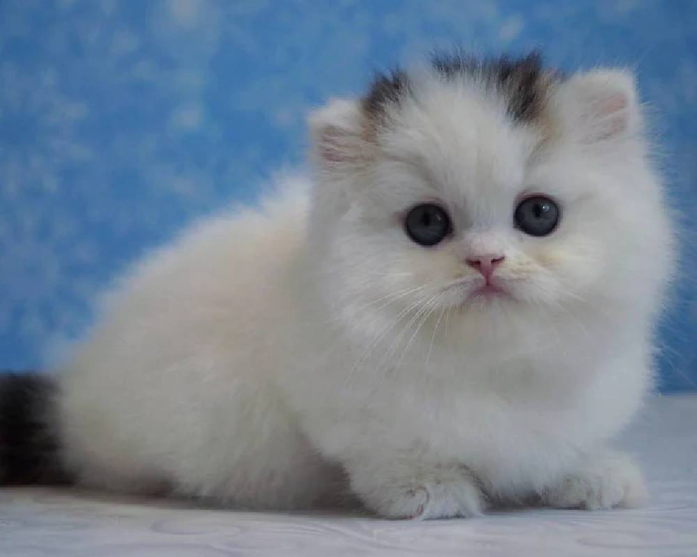 luxury picnic company - Picnic Makers