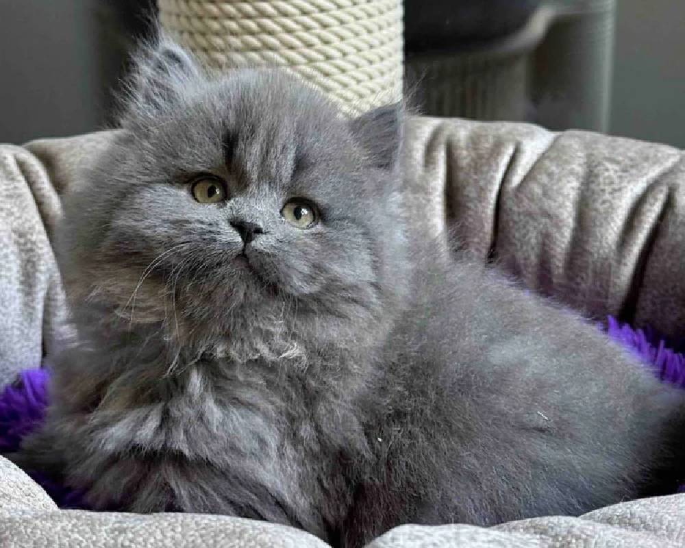 luxury picnic company - Picnic Makers