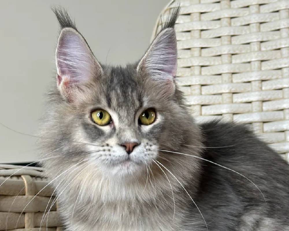 luxury picnic company - Picnic Makers