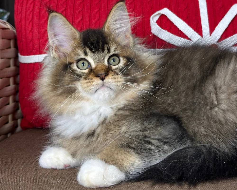 luxury picnic company - Picnic Makers