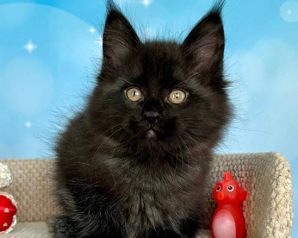 luxury picnic company - Picnic Makers