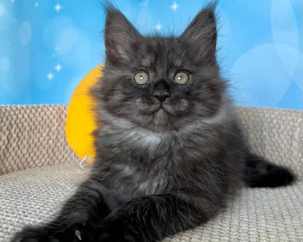 luxury picnic company - Picnic Makers