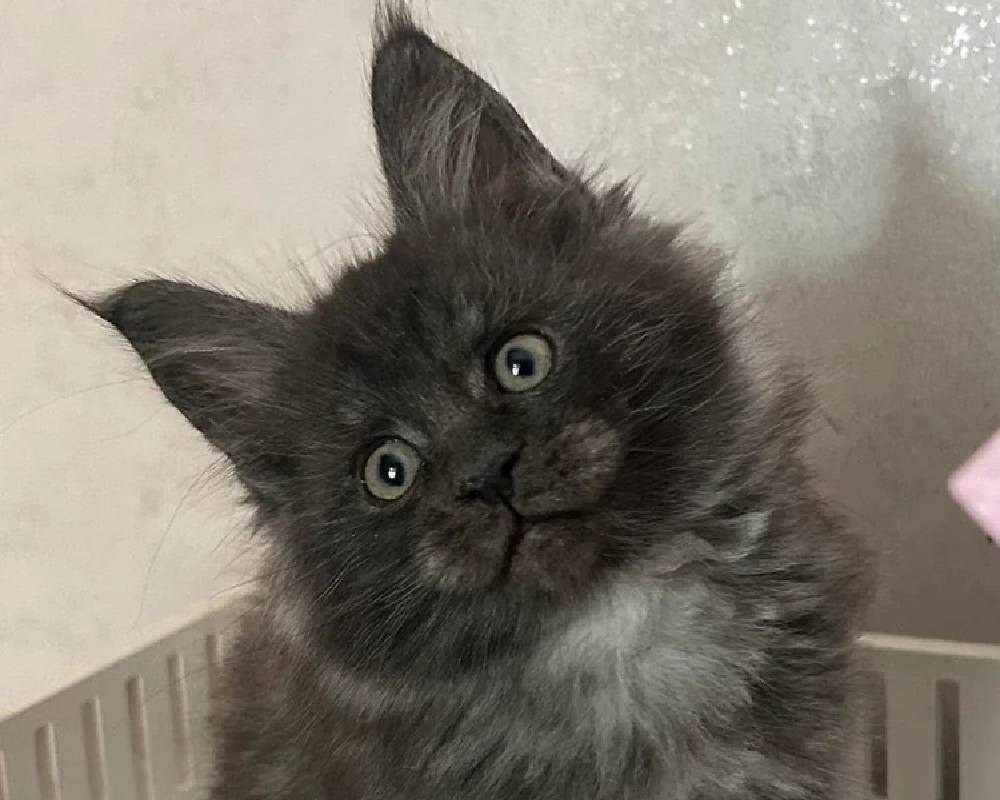 luxury picnic company - Picnic Makers