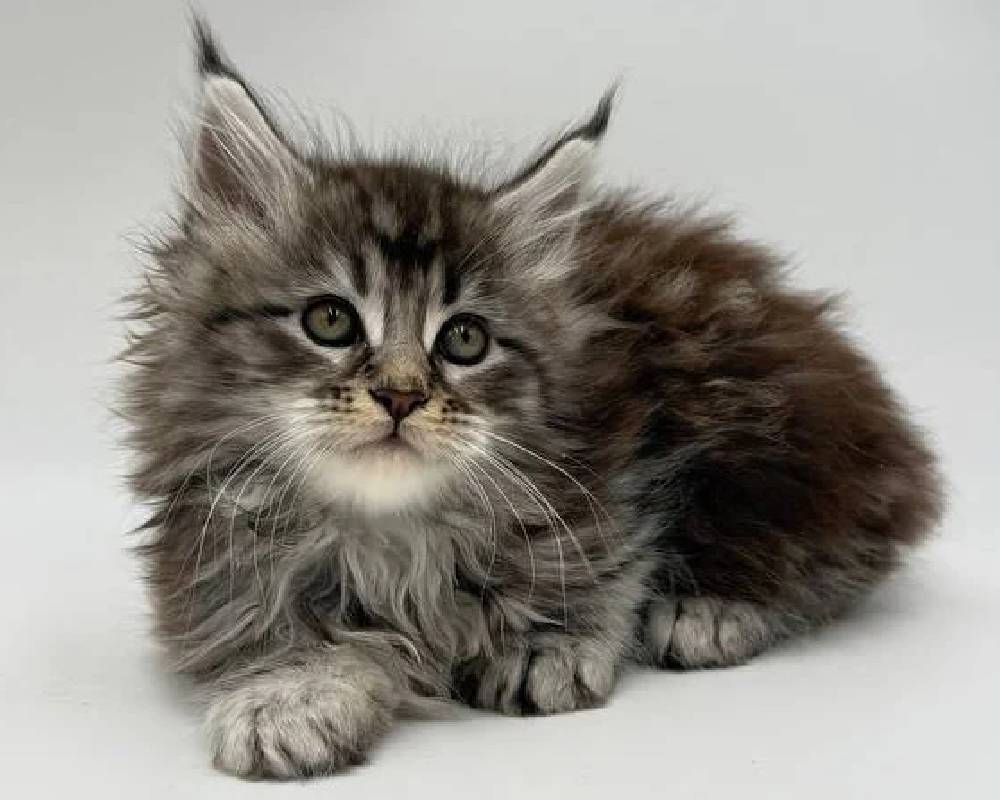 luxury picnic company - Picnic Makers