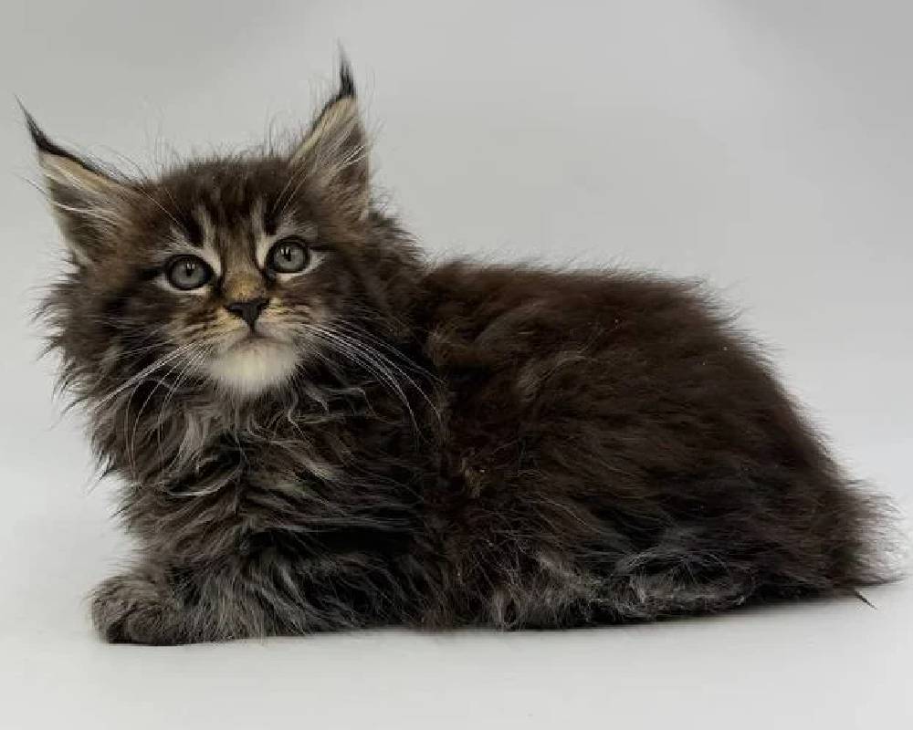 luxury picnic company - Picnic Makers