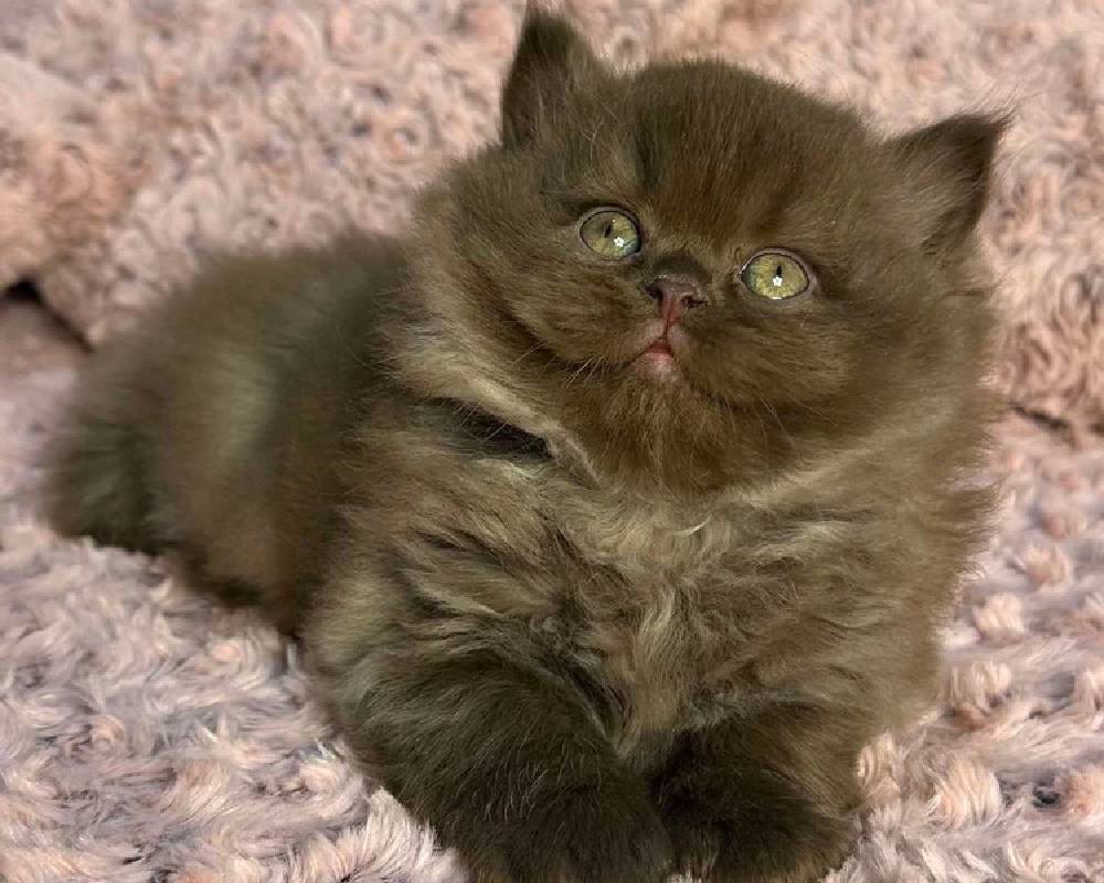 luxury picnic company - Picnic Makers