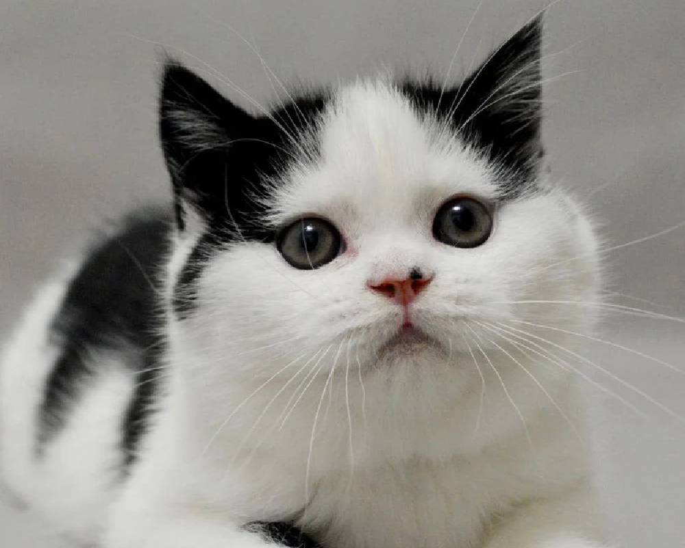 luxury picnic company - Picnic Makers