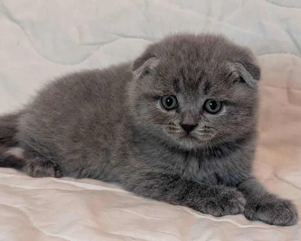 luxury picnic company - Picnic Makers