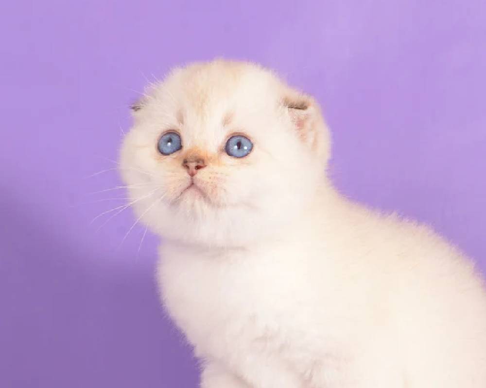 luxury picnic company - Picnic Makers