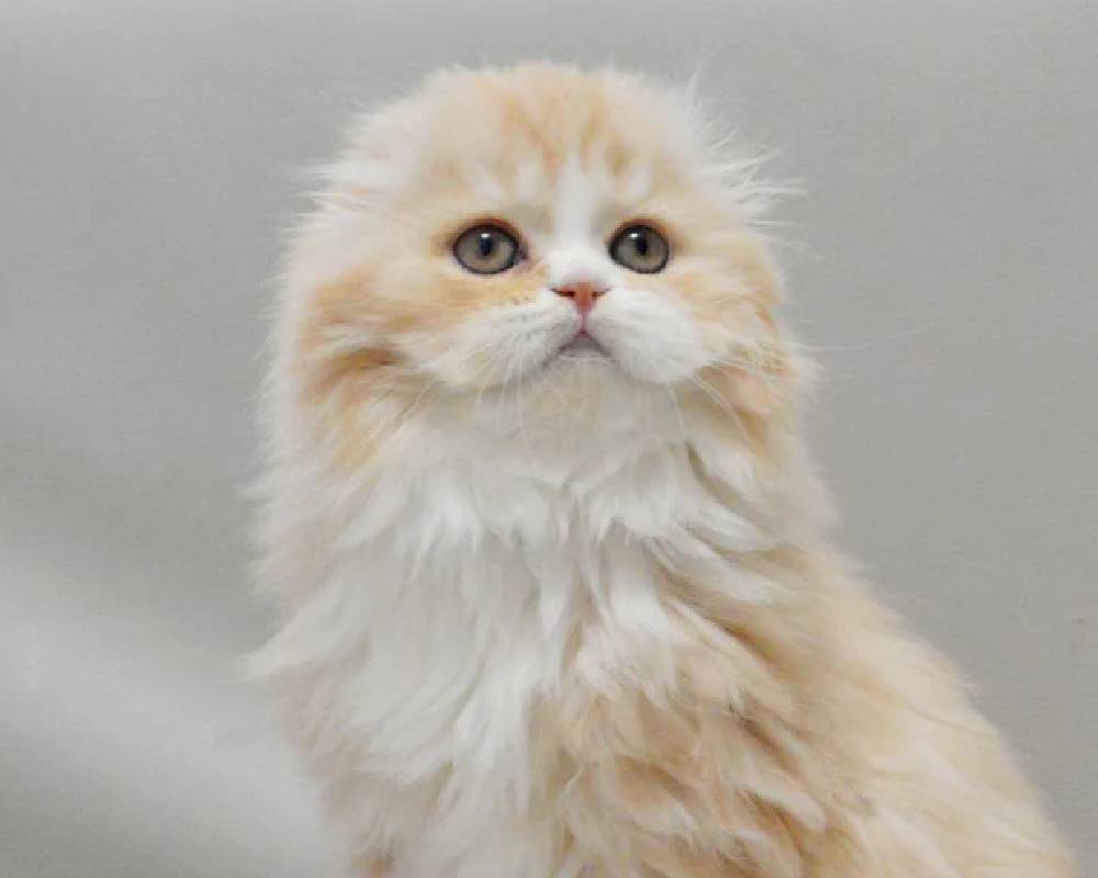 luxury picnic company - Picnic Makers