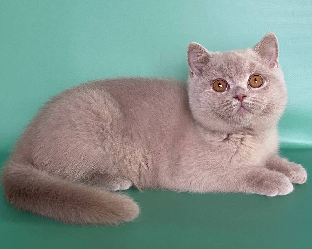 luxury picnic company - Picnic Makers