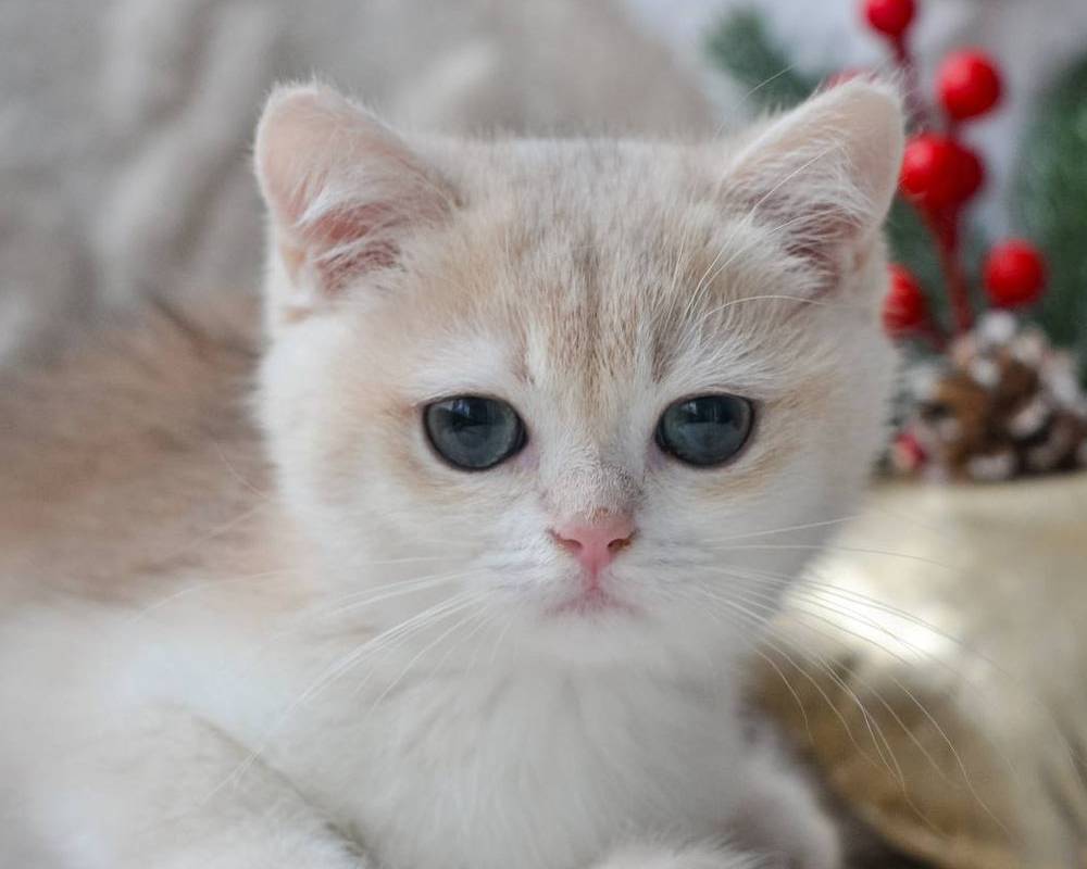 luxury picnic company - Picnic Makers