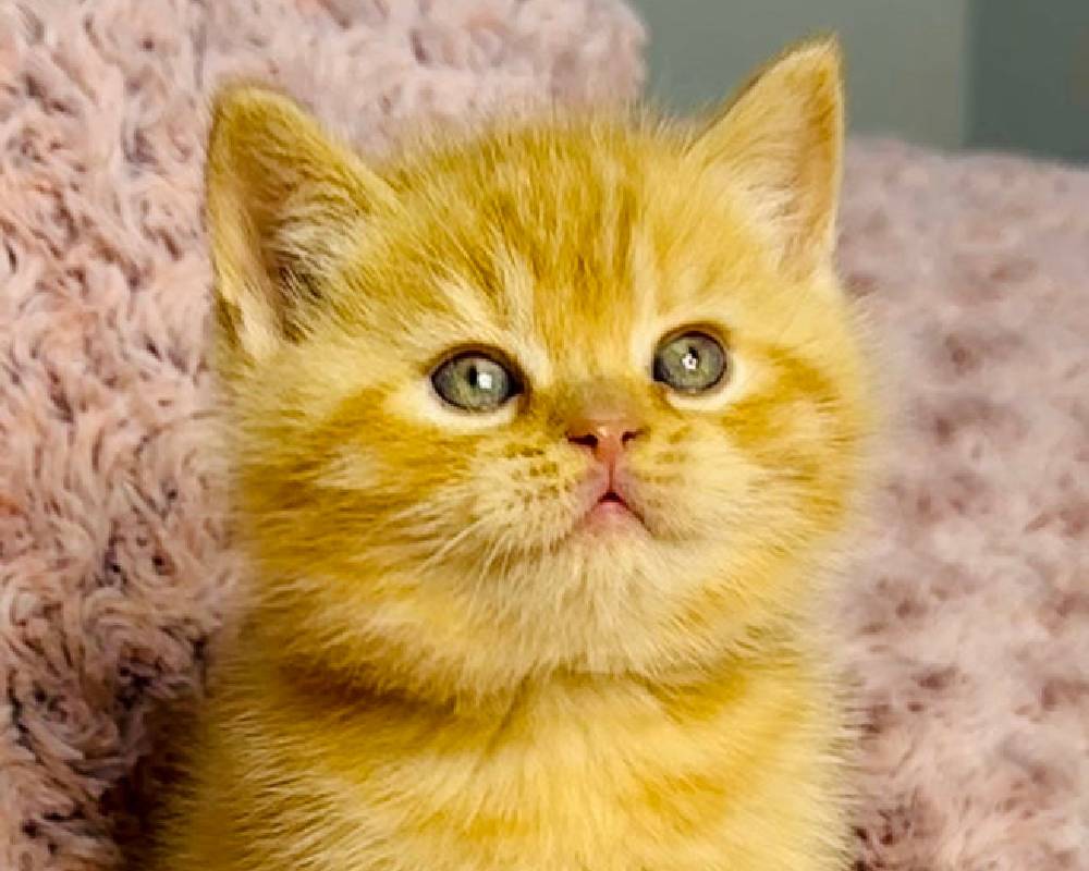 luxury picnic company - Picnic Makers