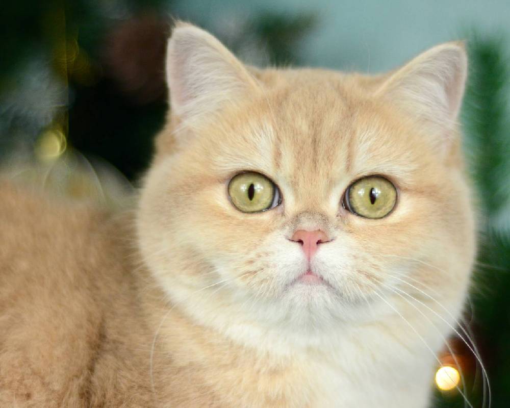 luxury picnic company - Picnic Makers