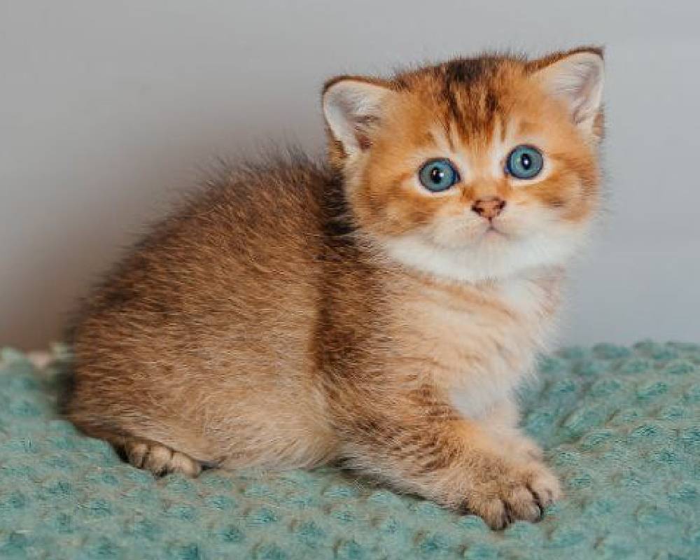 luxury picnic company - Picnic Makers