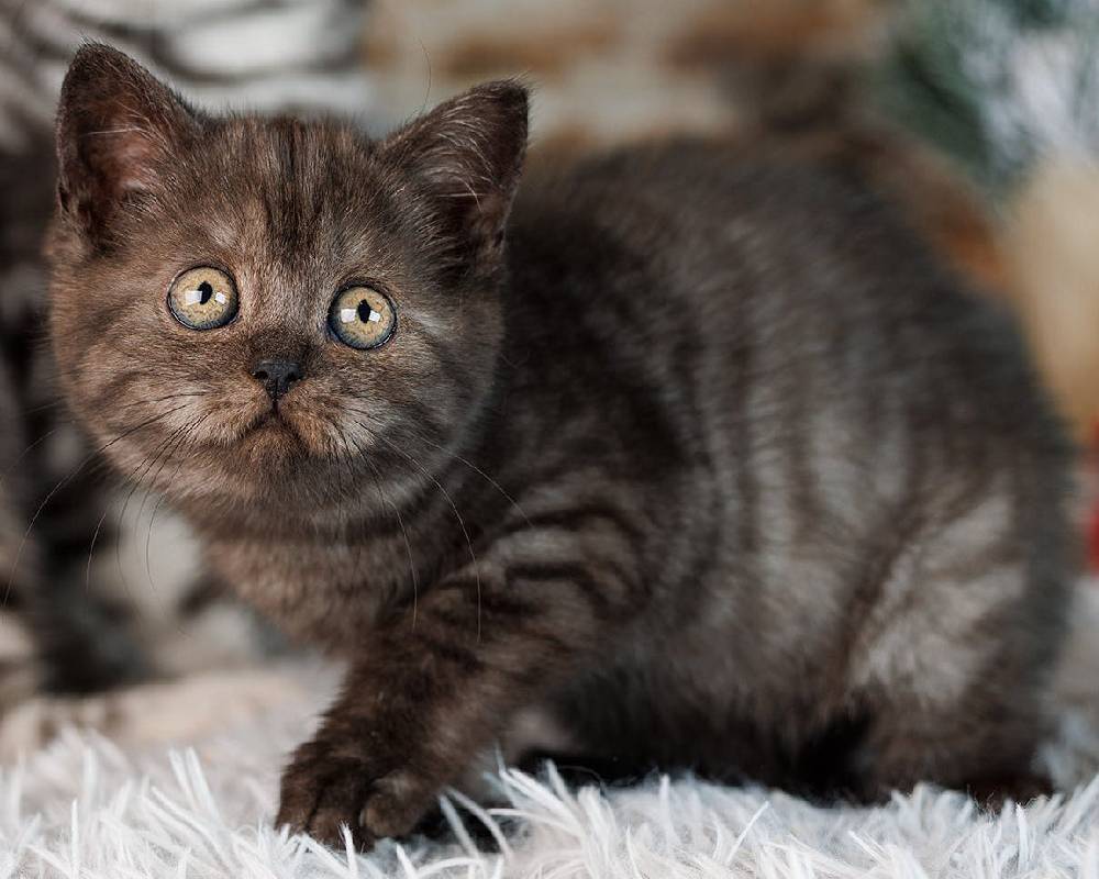 luxury picnic company - Picnic Makers