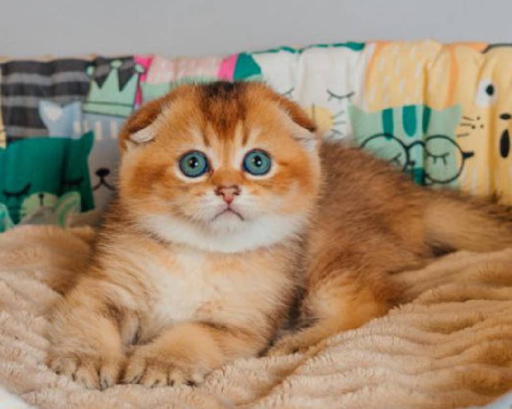 luxury picnic company - Picnic Makers