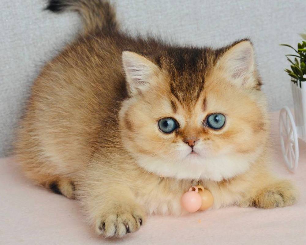 luxury picnic company - Picnic Makers