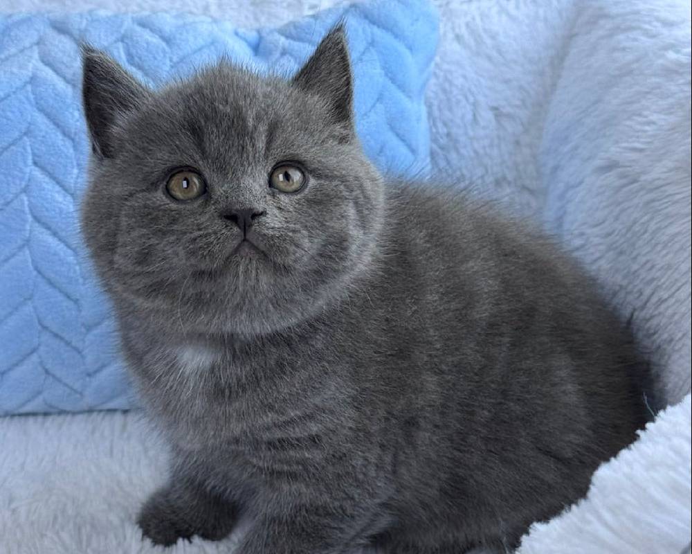 luxury picnic company - Picnic Makers