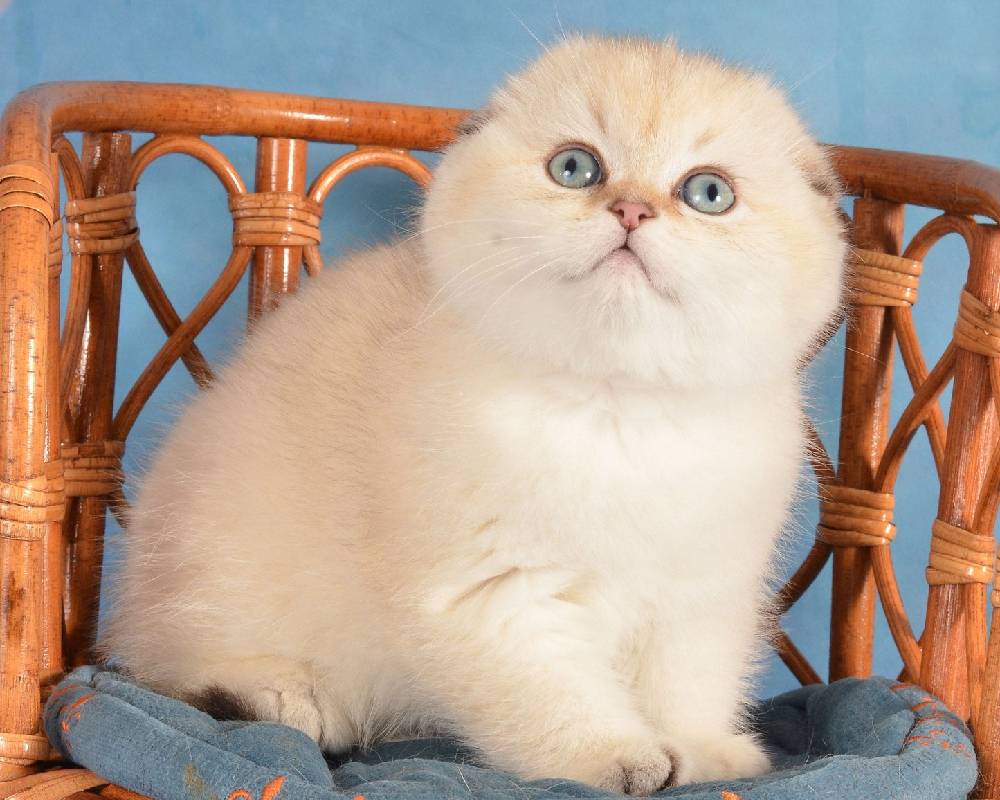 luxury picnic company - Picnic Makers