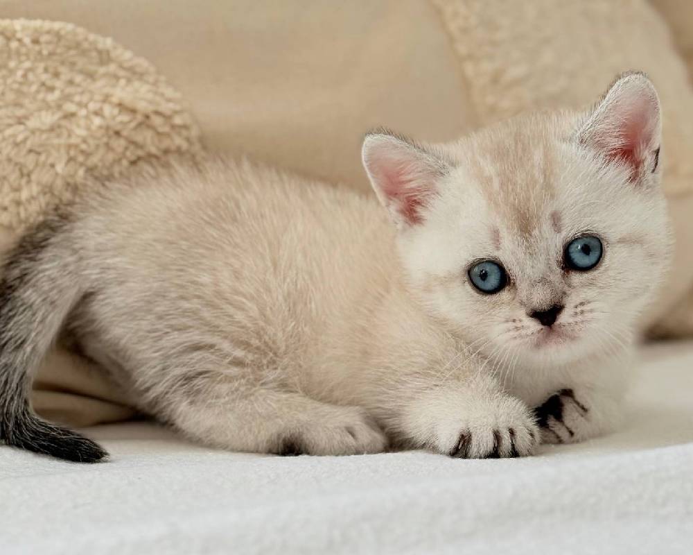 luxury picnic company - Picnic Makers