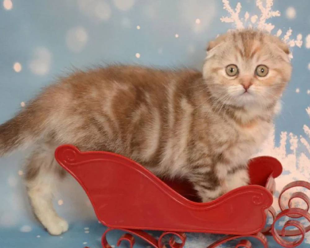 luxury picnic company - Picnic Makers