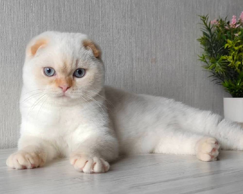 luxury picnic company - Picnic Makers