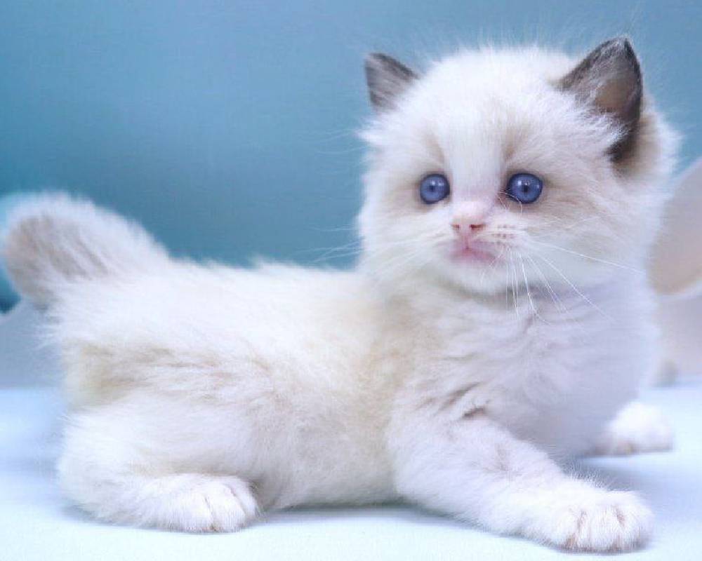 luxury picnic company - Picnic Makers