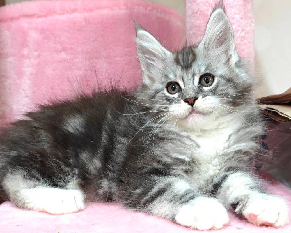 luxury picnic company - Picnic Makers