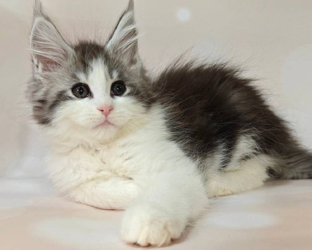 luxury picnic company - Picnic Makers