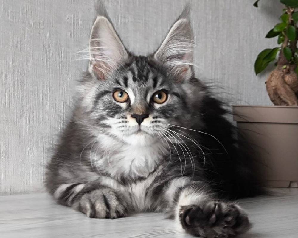 luxury picnic company - Picnic Makers