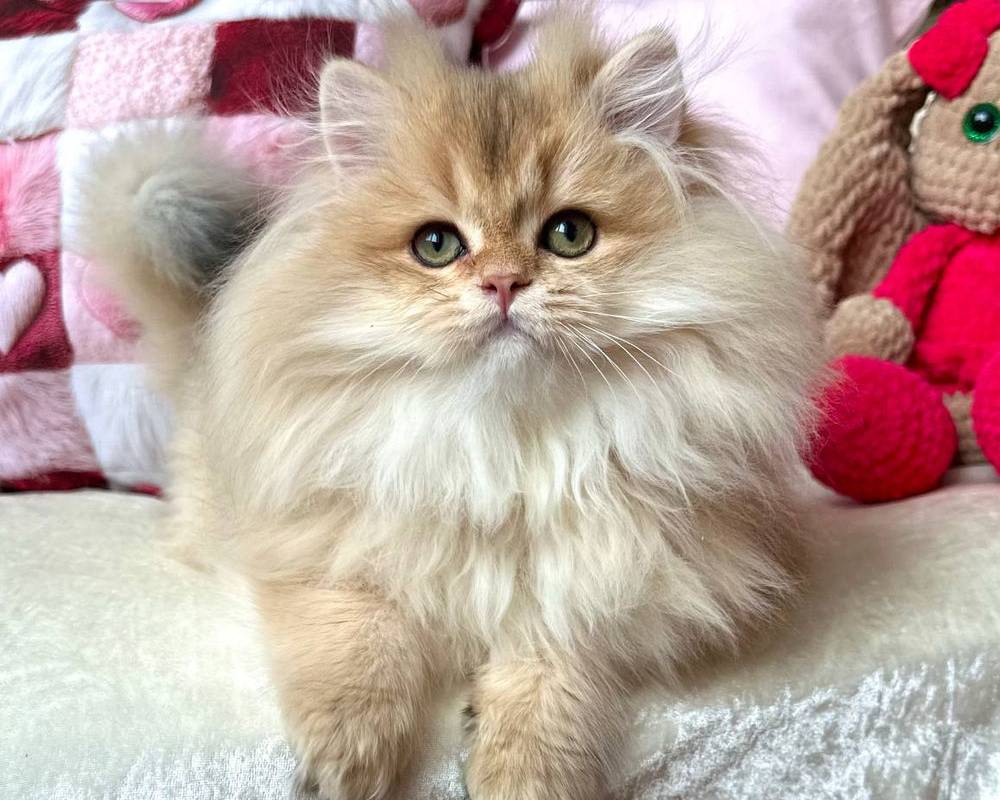 luxury picnic company - Picnic Makers