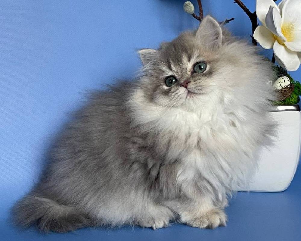 luxury picnic company - Picnic Makers