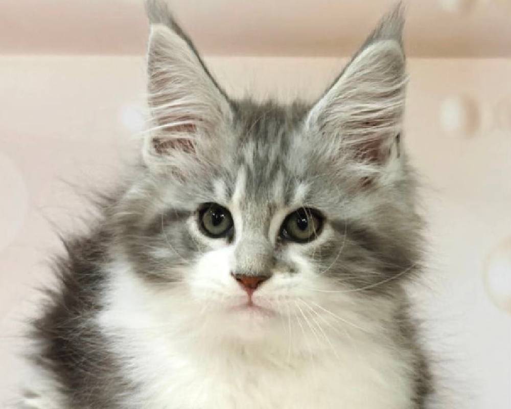 luxury picnic company - Picnic Makers