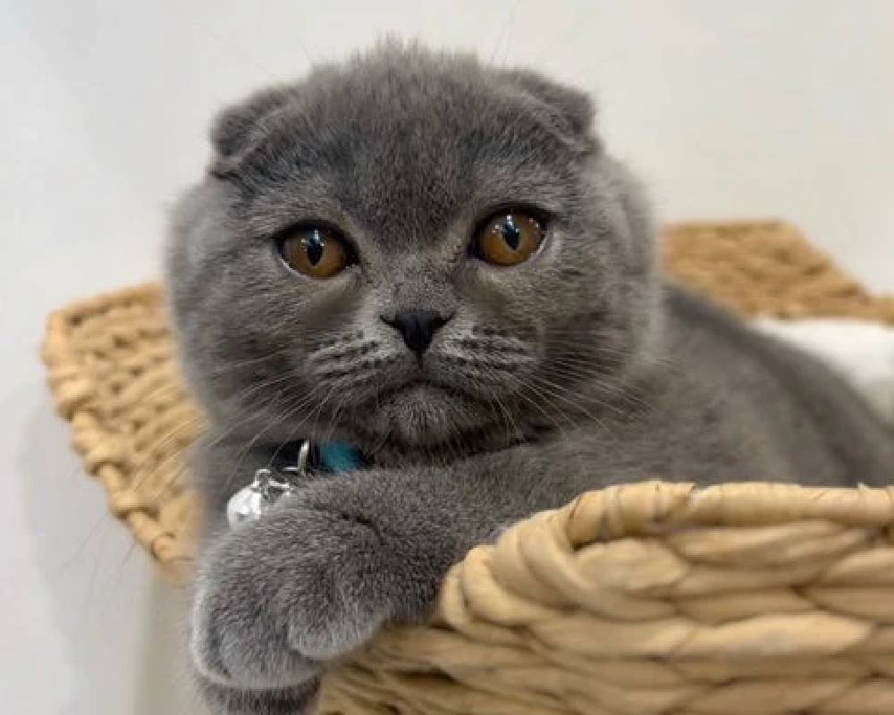 luxury picnic company - Picnic Makers