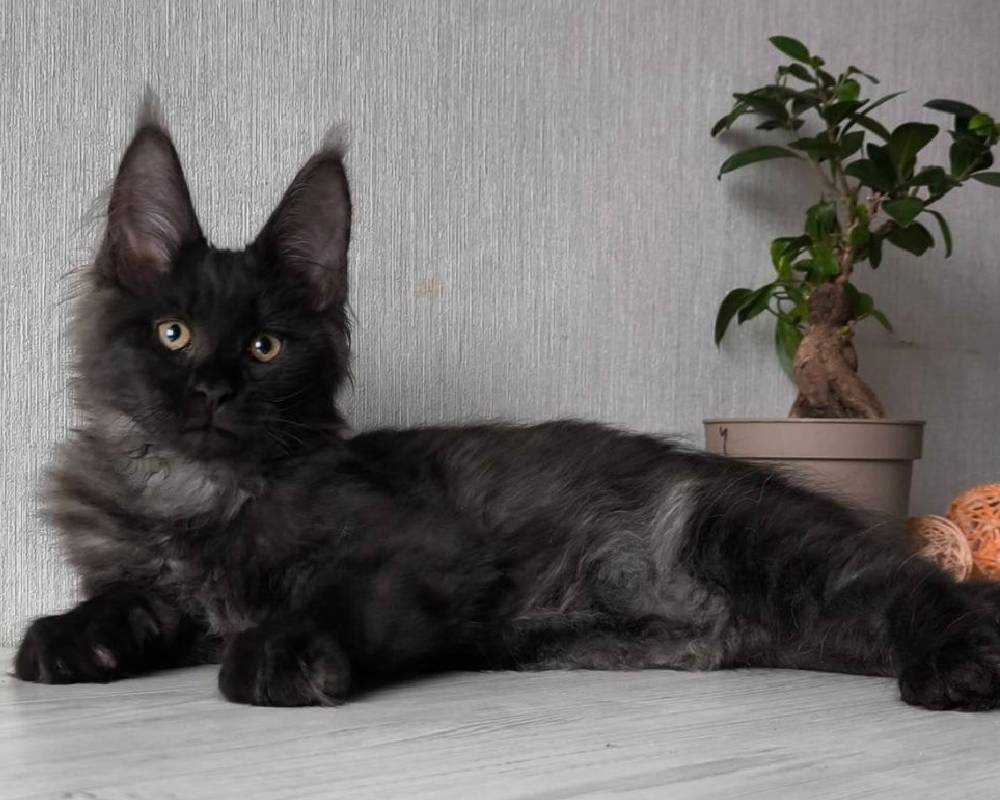 luxury picnic company - Picnic Makers