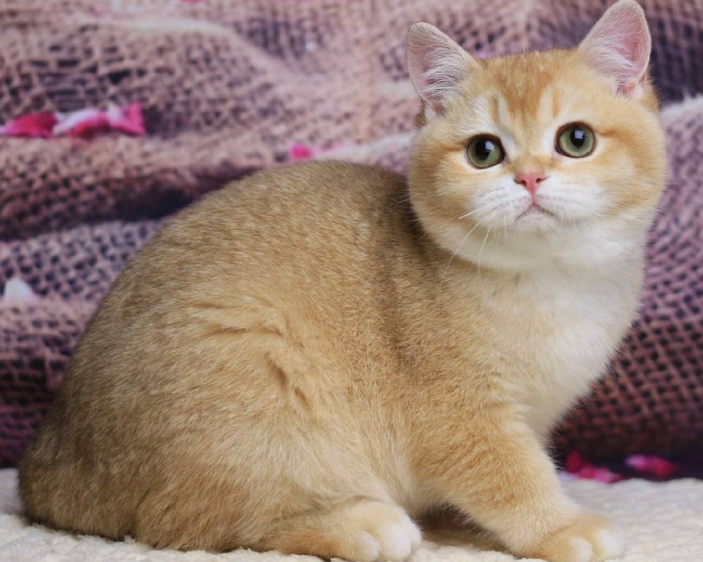 luxury picnic company - Picnic Makers