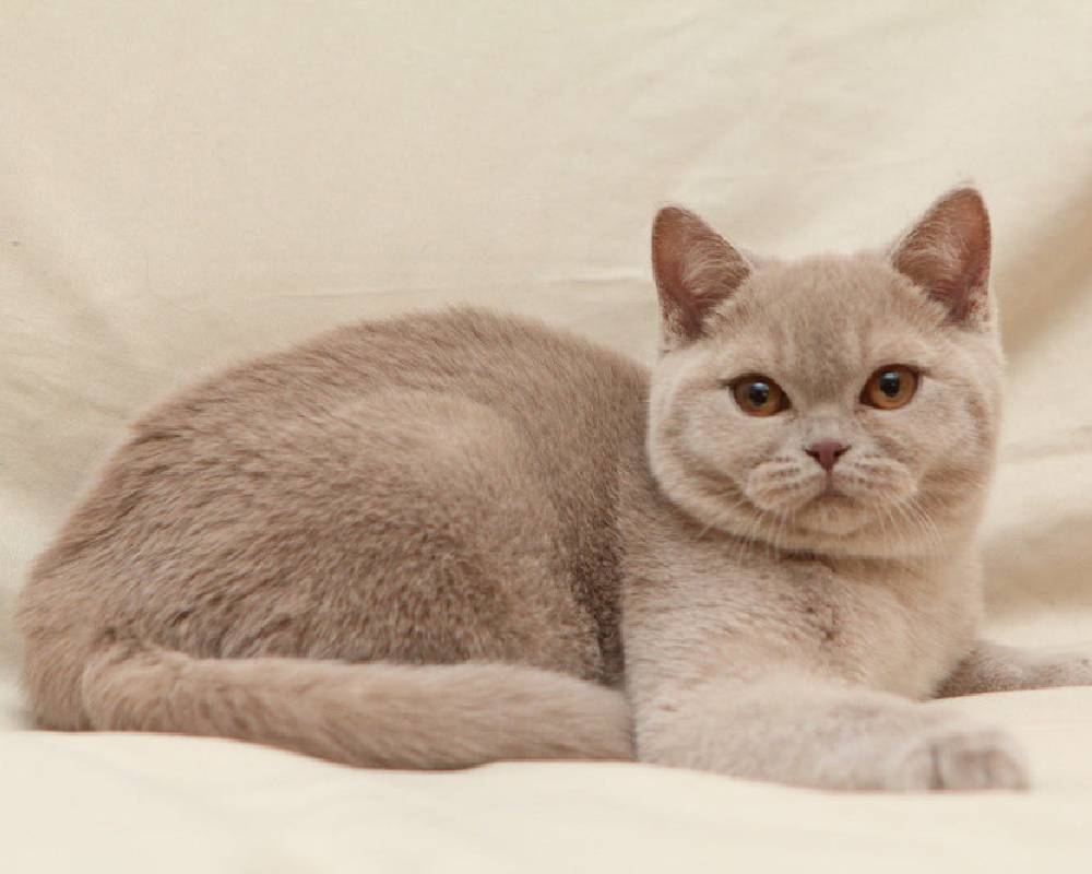 luxury picnic company - Picnic Makers