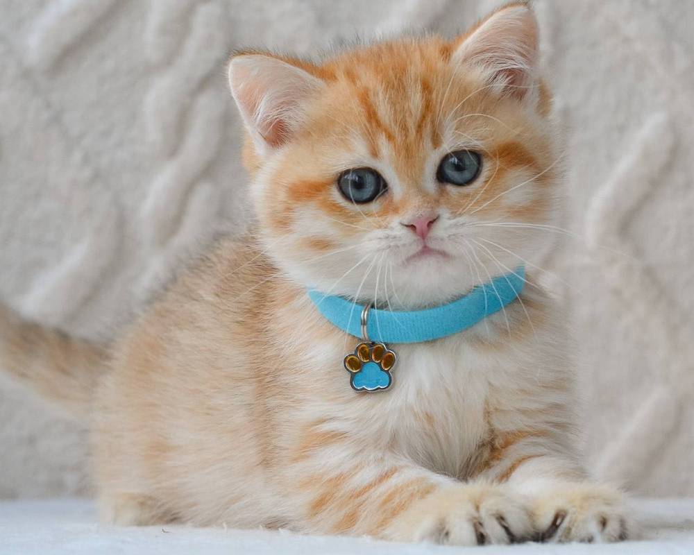 luxury picnic company - Picnic Makers