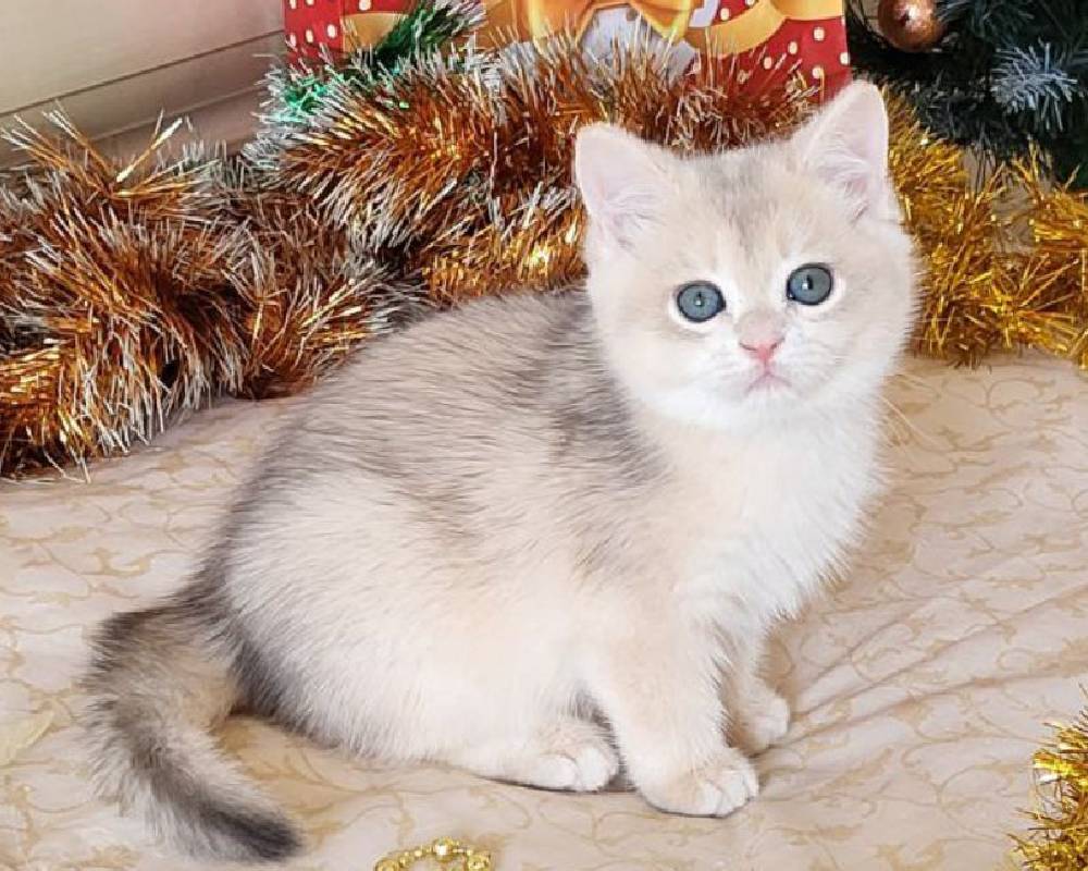 luxury picnic company - Picnic Makers