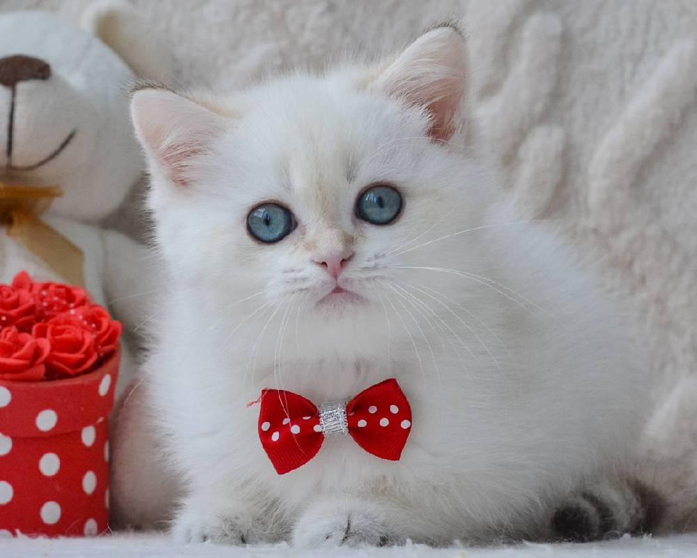 luxury picnic company - Picnic Makers