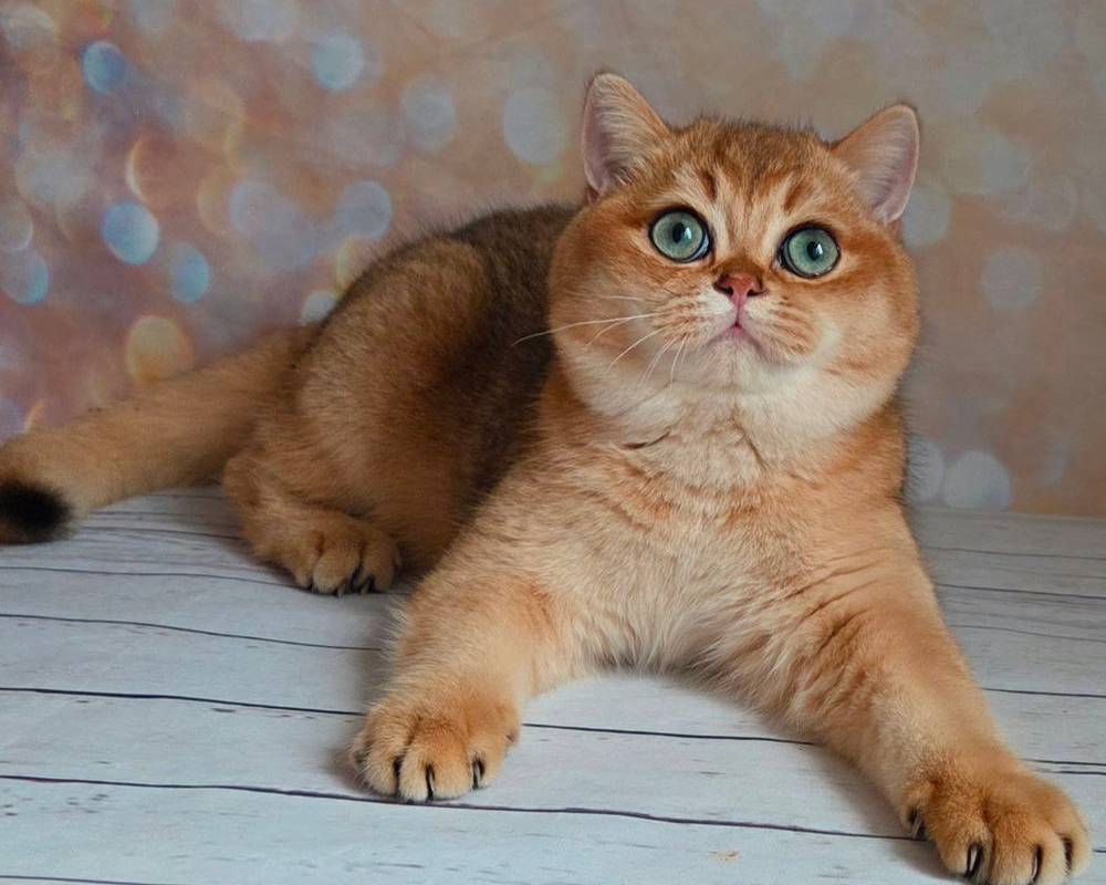 luxury picnic company - Picnic Makers