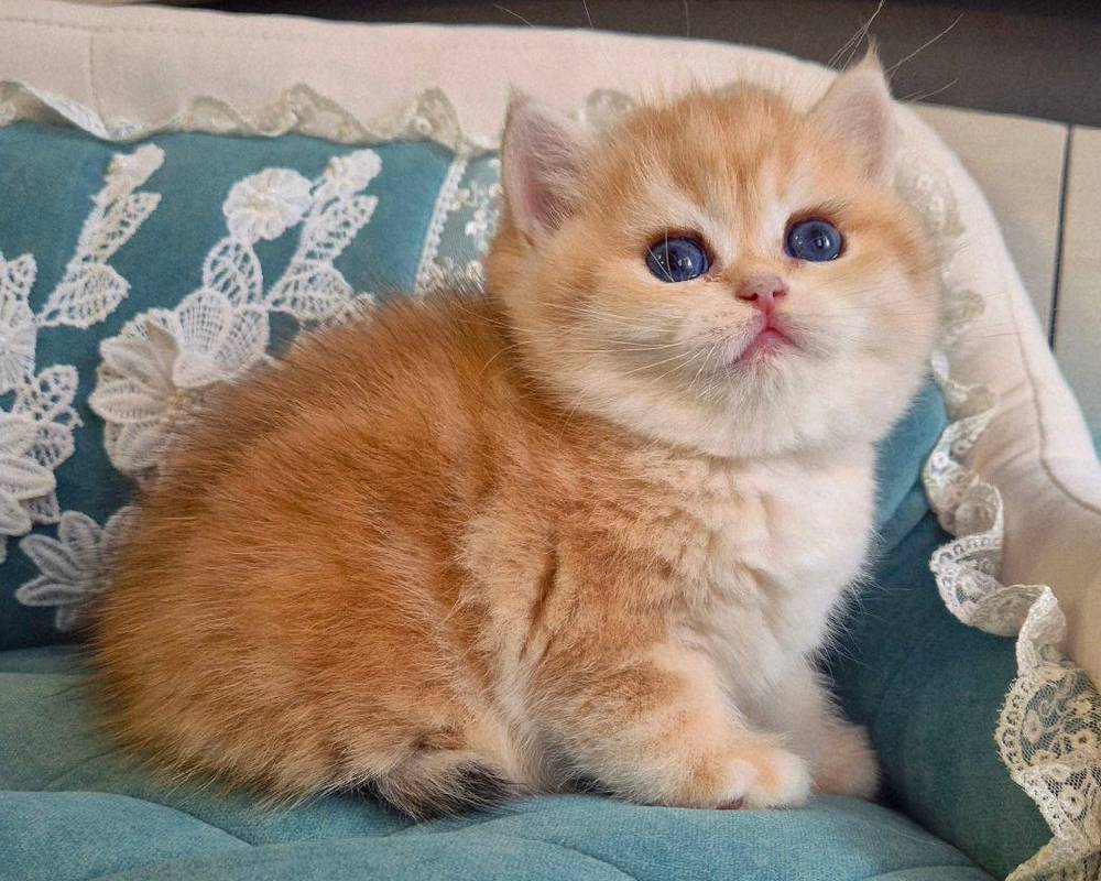 luxury picnic company - Picnic Makers