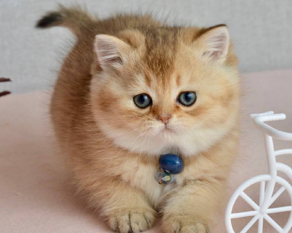 luxury picnic company - Picnic Makers