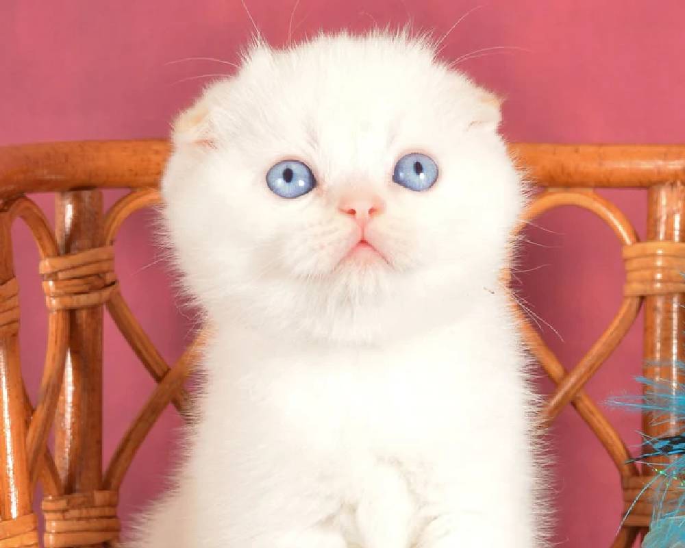 luxury picnic company - Picnic Makers